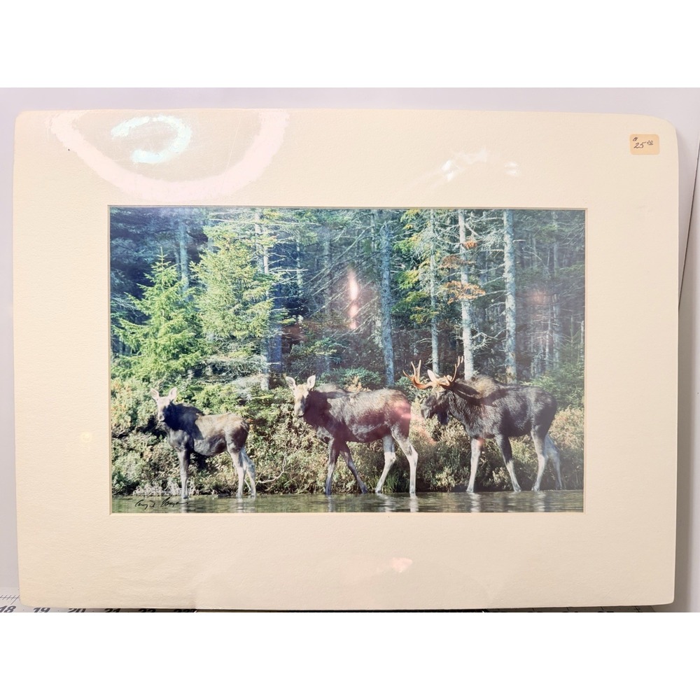 Gerry Lamarre Wildlife Photography Moose Print Signed 16x12 Matted Art